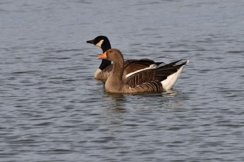 Bernache du Canada et Oie cendrée
