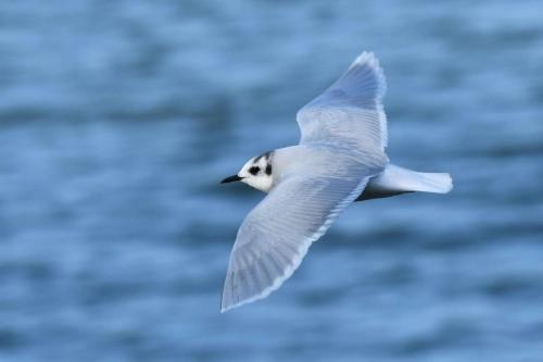 Mouette pygmée (adulte)