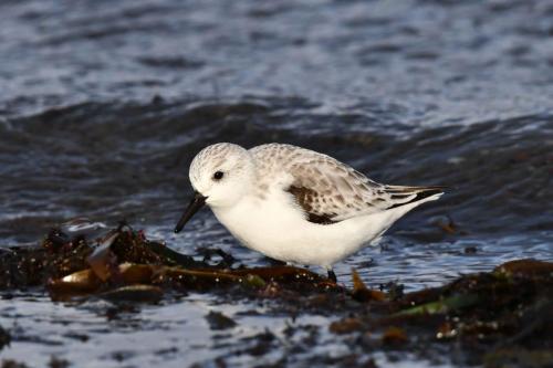 Bécasseau sanderling