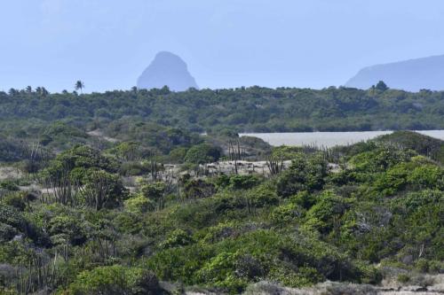 Savane des pétrifications et rocher du Diamand