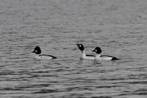 Garrots à oeil d'or