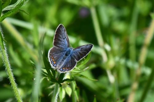 Azuré commun (femelle)