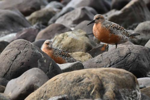 Bécasseaux maubèches