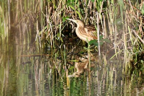 Blongios nain (jeune)