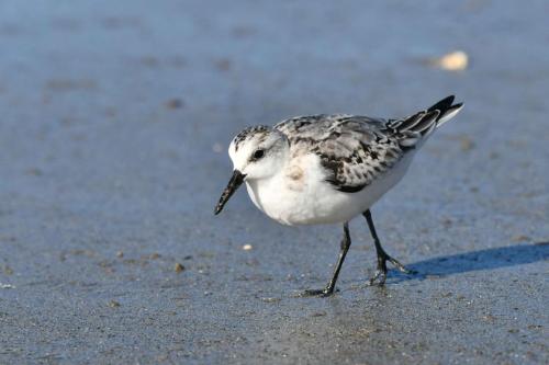 Bécasseau sanderling