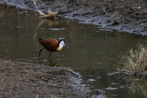 Jacana à poitrine dorée