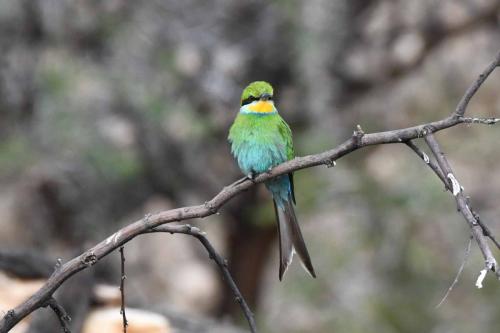 Guêpier à queue d'aronde