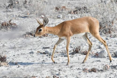 Steenbok