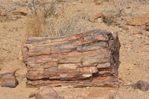 Petrified forest