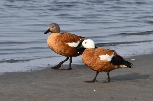 Tadornes à tête grise