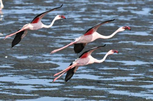 Flamants nains