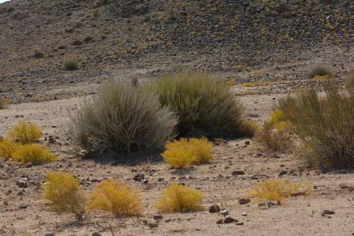 Près de Gondwana Canyon Village