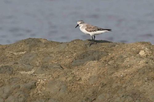 Bécasseau à col roux