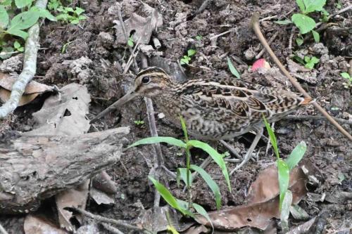 Bécassine à queue pointue