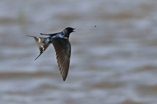 Hirondelle rustique
