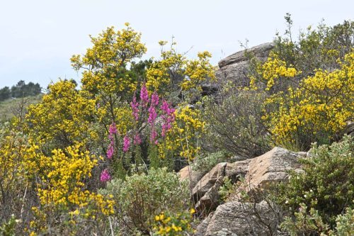 Serra del Coll