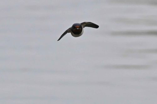 Hirondelle rustique