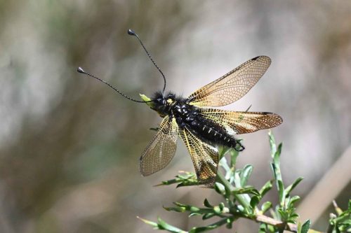 Ascalaphe hispanique (Libelloides hispanicus)