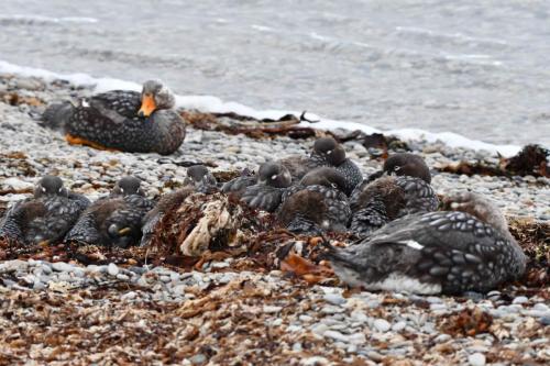 Brassemers des Malouines