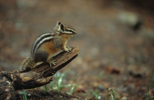 Chipmunk