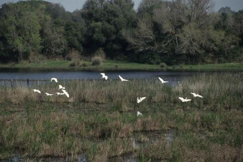 Parc national de Doñana
