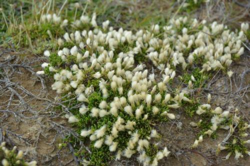 Christmas Bush (Baccharis magellanica)