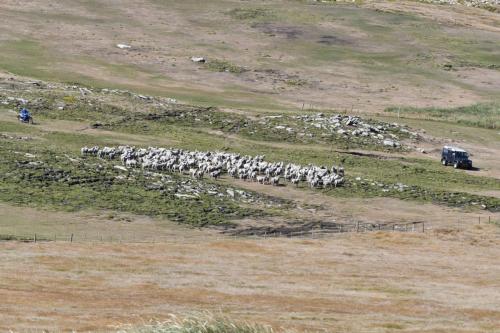Rassemblement du troupeau avec moto, quad et Land Rover
