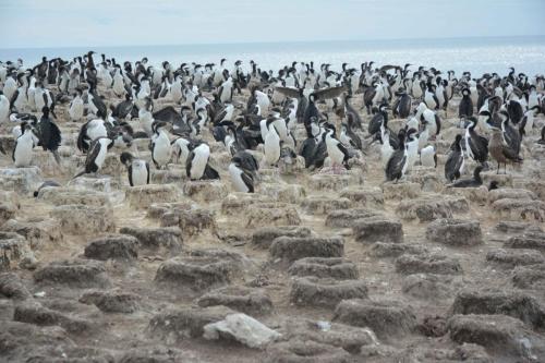 Cormorans impériaux