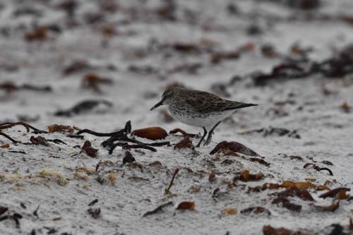 Bécasseau de Bonaparte