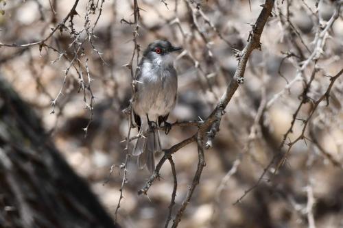 Pépoaza oeil-de-feu