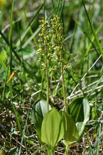 Listère à feuilles ovales
