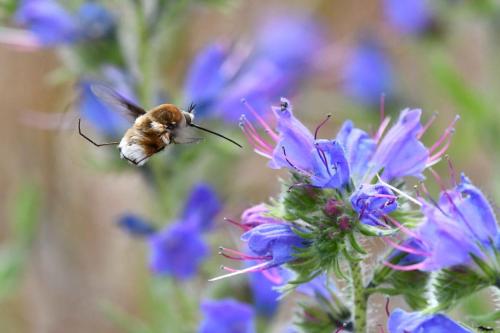 Grand Bombyle (Bombylius major)