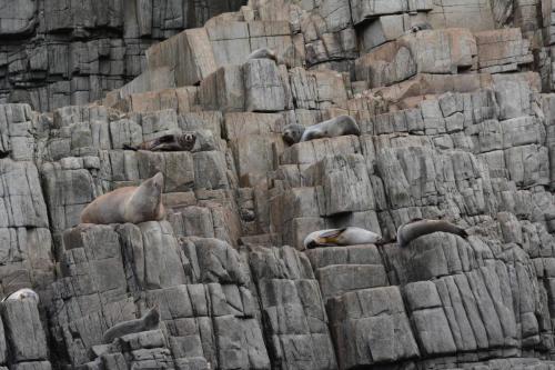 Otaries à fourrure de Nouvelle-Zélande