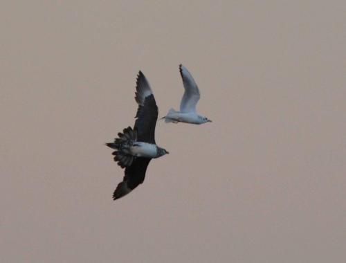 Attaque de Labbe parasite sur mouette rieuse