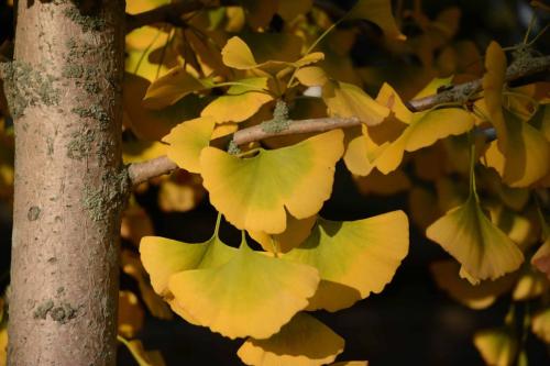 Feuilles de Gingko Biloba