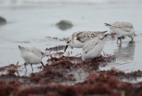 Becasseaux sanderling