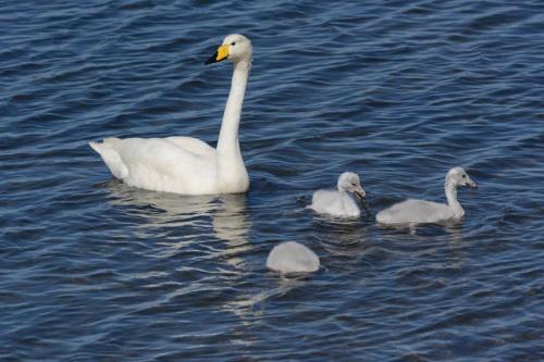 Cygnes chanteurs
