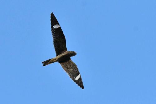 Engoulevent d'Amérique