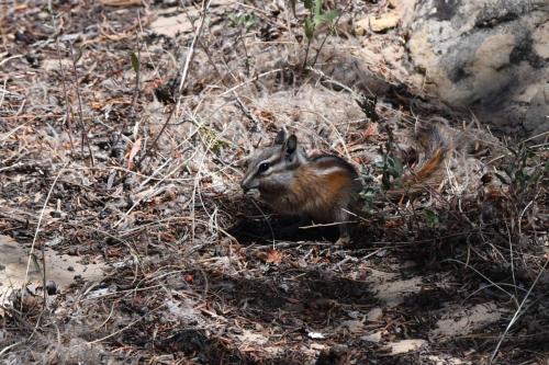Least Chipmunk