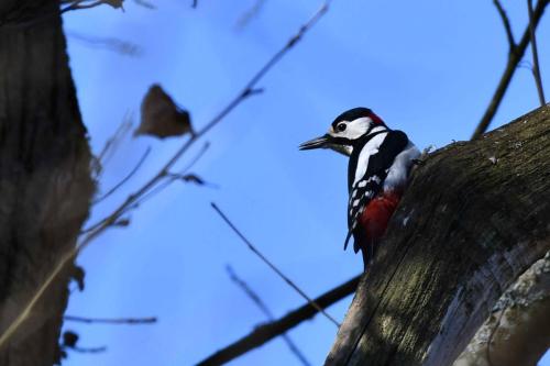 Pic épeiche (mâle)