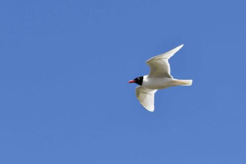 Mouette mélanocéphale