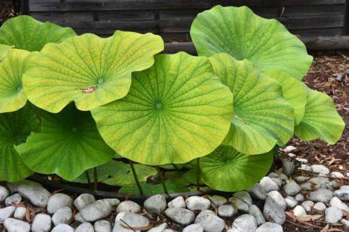 Jardin exotique de Ponteilla