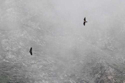 Vautour fauve et Gypaète barbu (à droite)