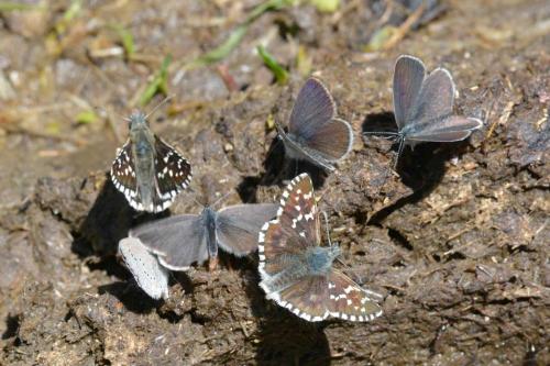 Hespérie ?? et Demi-Argus