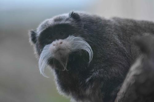Tamarin empereur barbu