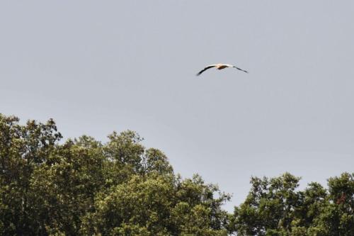 Vautour percnoptère