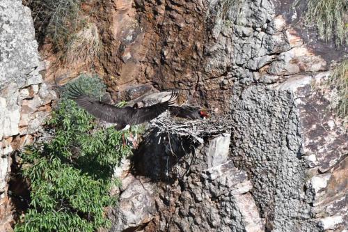 Cigognes noires à Salto del Gitano