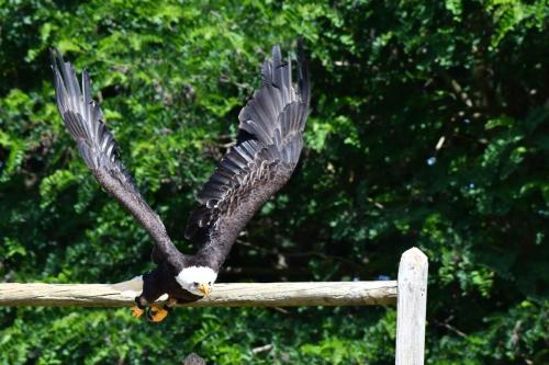 Pygargue à tête blanche