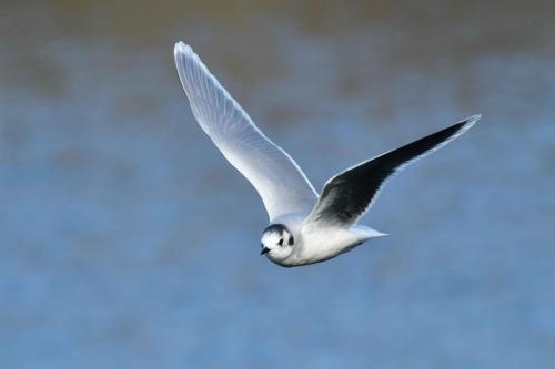 Mouette pygmée (adulte)