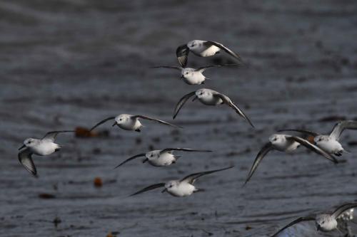 Bécasseaux sanderlings